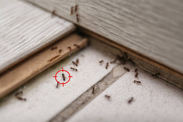 Spider Control Near Me in Cloverdale, CA