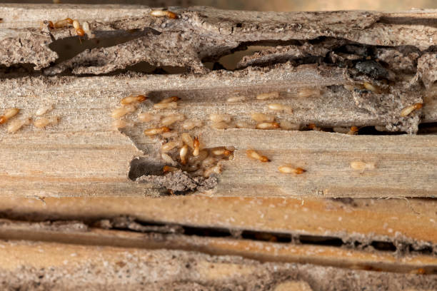 Wasp Removal Services in Cloverdale, CA