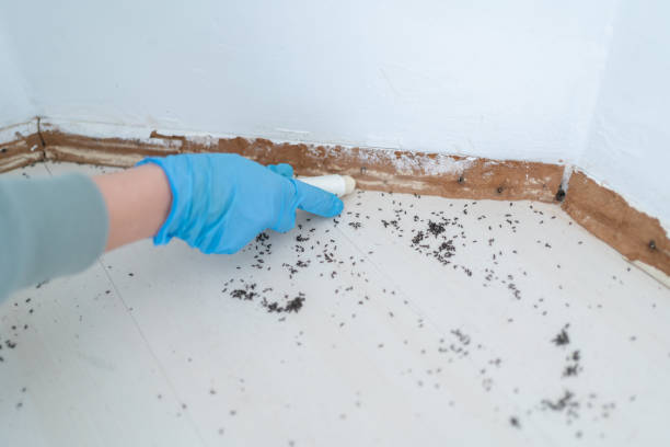 Trusted Cloverdale, CA Pest Control Experts